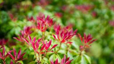 red petaled flowers