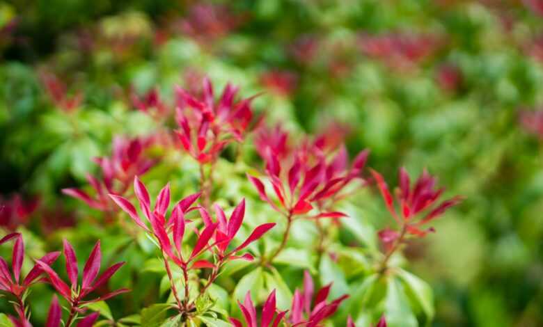 red petaled flowers