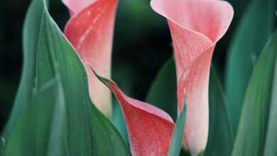 selective focus photography of pink petaled flower