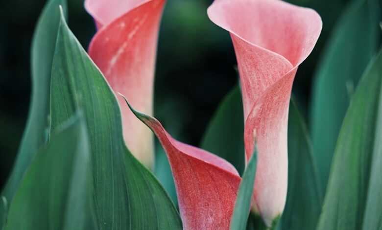 selective focus photography of pink petaled flower