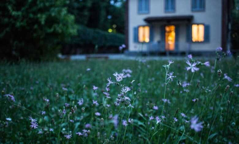 field of purple flower beside house