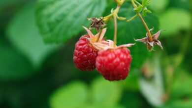 a couple of raspberries hanging from a tree