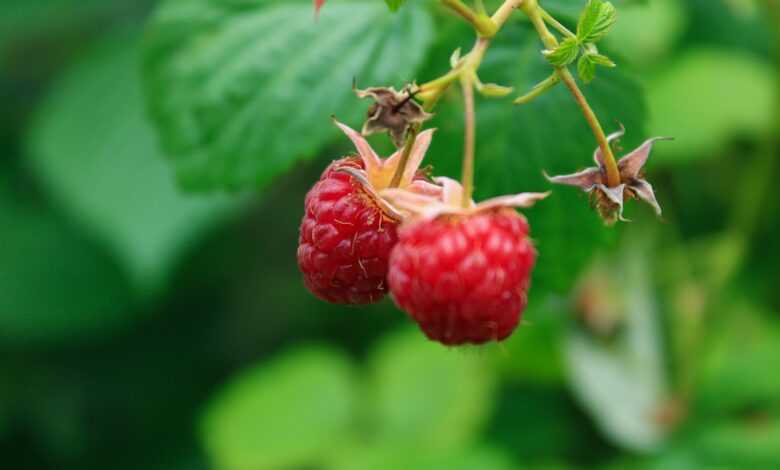 a couple of raspberries hanging from a tree