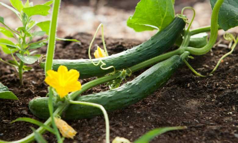 two green vegetables