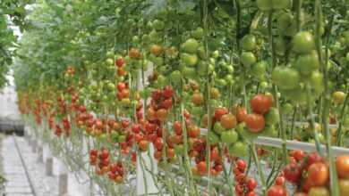 a row of green and red tomatoes in a greenhouse