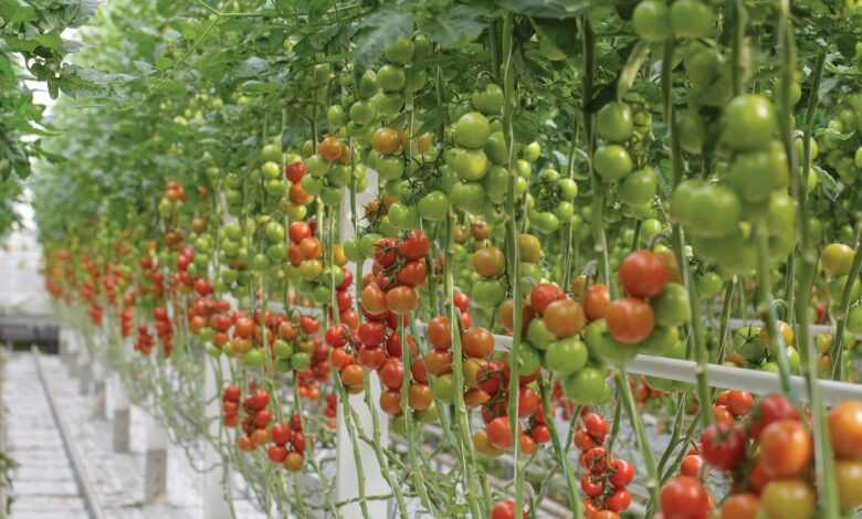 a row of green and red tomatoes in a greenhouse