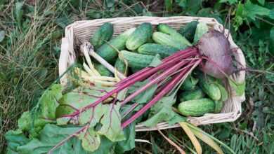 green and purple vegetable on white woven basket