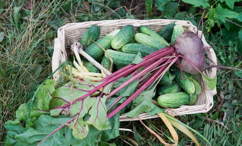 green and purple vegetable on white woven basket