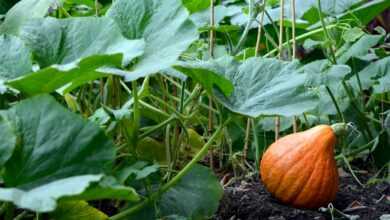 orange pumpkin