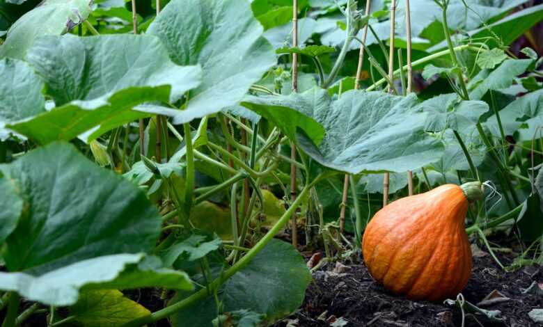 orange pumpkin