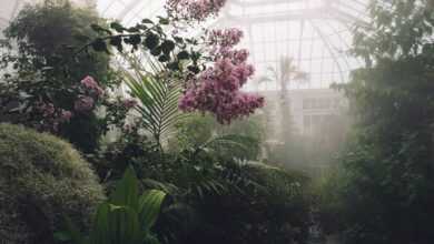 pink flower plant with mists surrounded by green plants