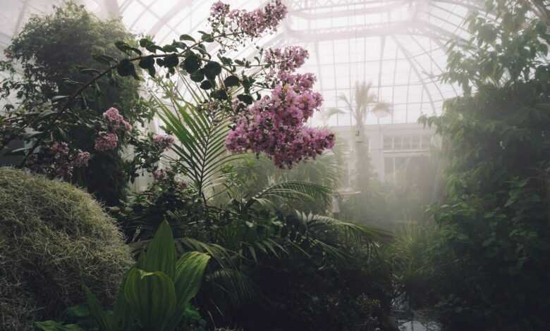 pink flower plant with mists surrounded by green plants