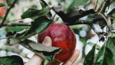 selective focus photo of person about to pick the red apple from it's tree