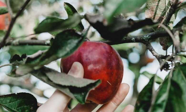 selective focus photo of person about to pick the red apple from it's tree