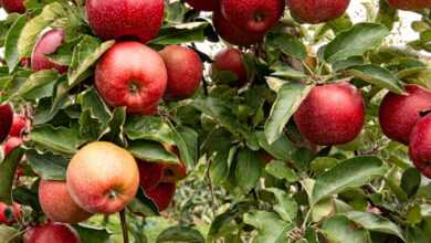 closeup photo of red apple fruits