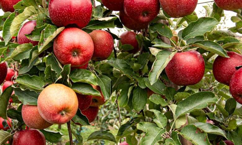 closeup photo of red apple fruits