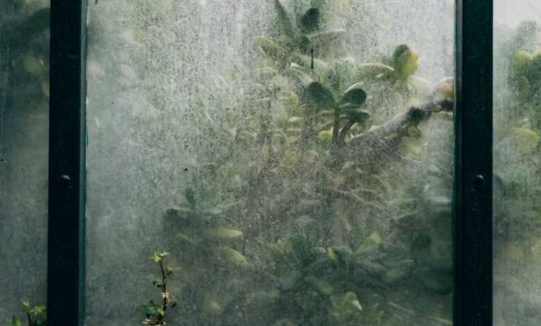 green plant near glass window