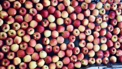 a large amount of red and yellow apples