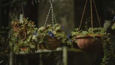 a basket of flowers