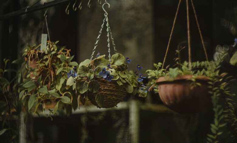 a basket of flowers