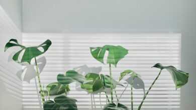 green leafy plants on black and white pots