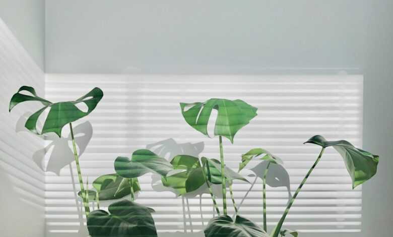 green leafy plants on black and white pots