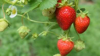 red strawberries