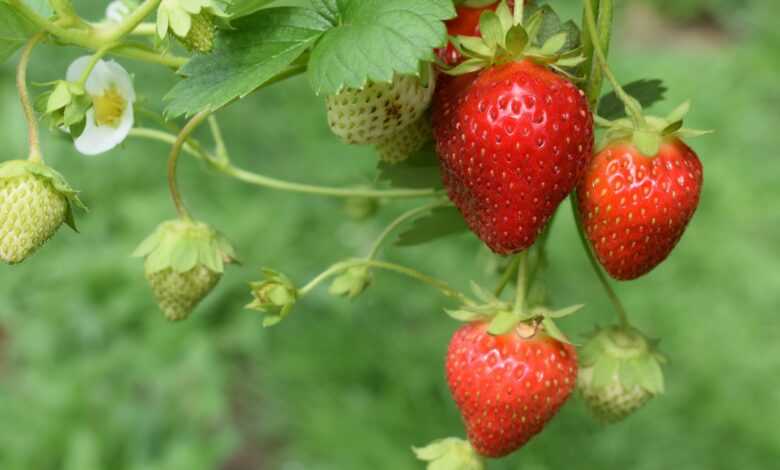 red strawberries