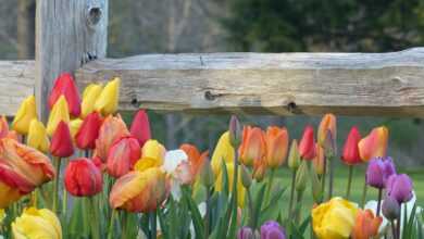 a bunch of colorful tulips in front of a wooden fence