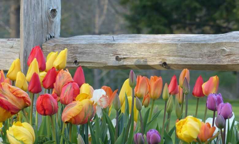 a bunch of colorful tulips in front of a wooden fence