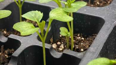 a row of plastic trays filled with green plants