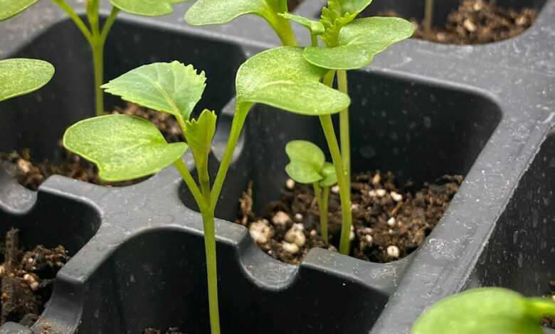 a row of plastic trays filled with green plants