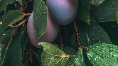 green and purple fruit with green leaves