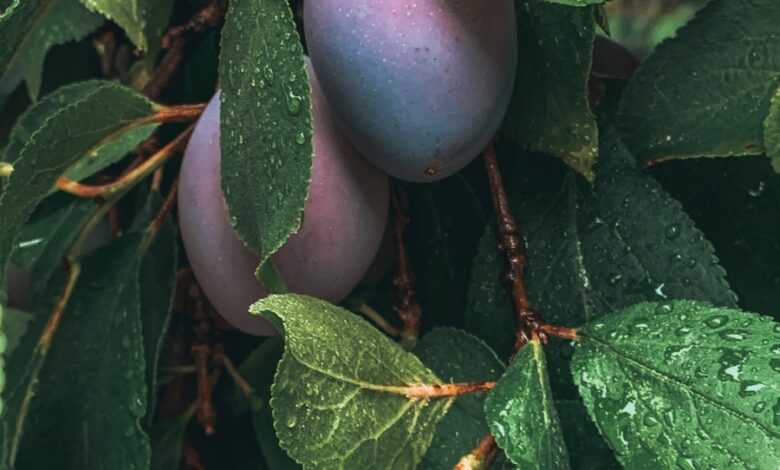 green and purple fruit with green leaves