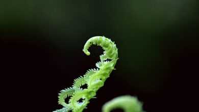 green fern plant in selective focus photograhpy