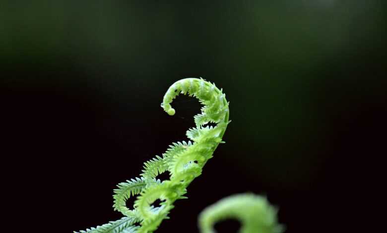 green fern plant in selective focus photograhpy