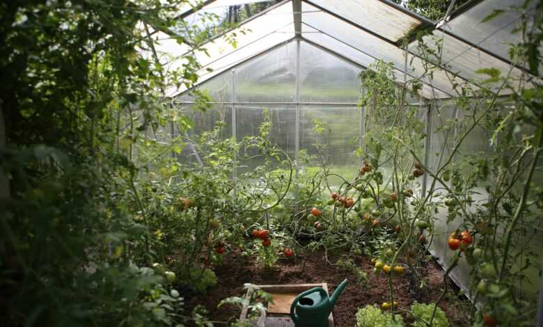 green watering can in green house