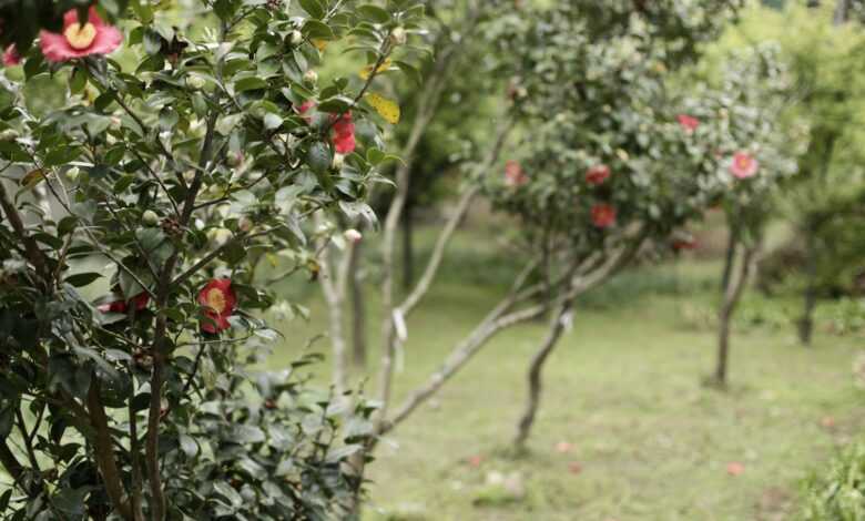 red and yellow round fruits on tree during daytime