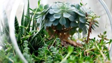 succulent plants in clear glass terrarium