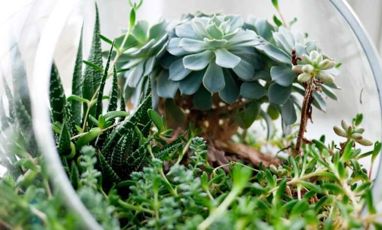 succulent plants in clear glass terrarium