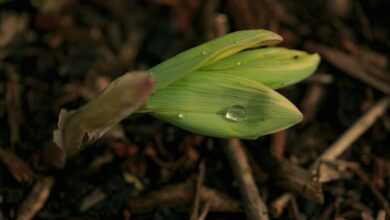 Water droplets sit on fresh green leaves.