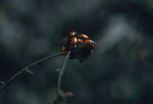 a couple of bugs sitting on top of a plant