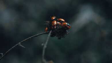 a couple of bugs sitting on top of a plant