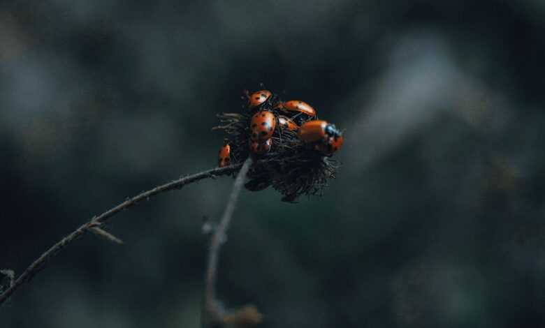 a couple of bugs sitting on top of a plant