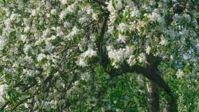 a tree with white flowers in a park