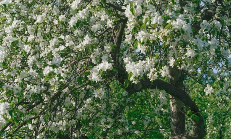 a tree with white flowers in a park