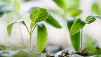 green plants on soil