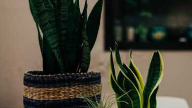 green snake plant in brown woven pot