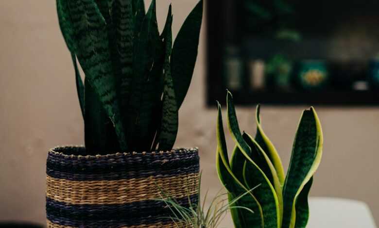 green snake plant in brown woven pot