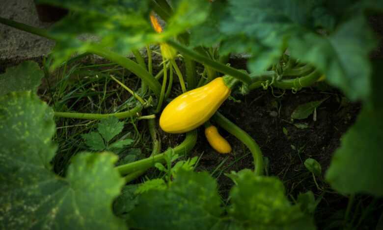 a yellow flower in a green plant